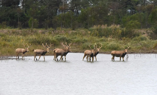 四個案例解碼江蘇生物多樣性保護新范式